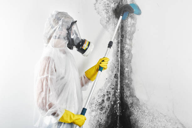 Best Basement Mold Removal  in Marion, AL